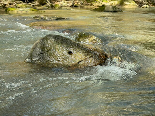 Rock getting hit by creek flowing through the woods of Alabama