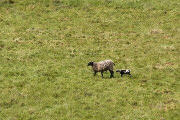 Lamb following ewe in a field with green grass on a spring afternoon in Rhineland Palatinate, Germany.
