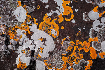Background of growing orange and white lichen spreading on rough texture of brown rock.