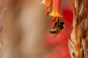 Closeup of honey bee after rain