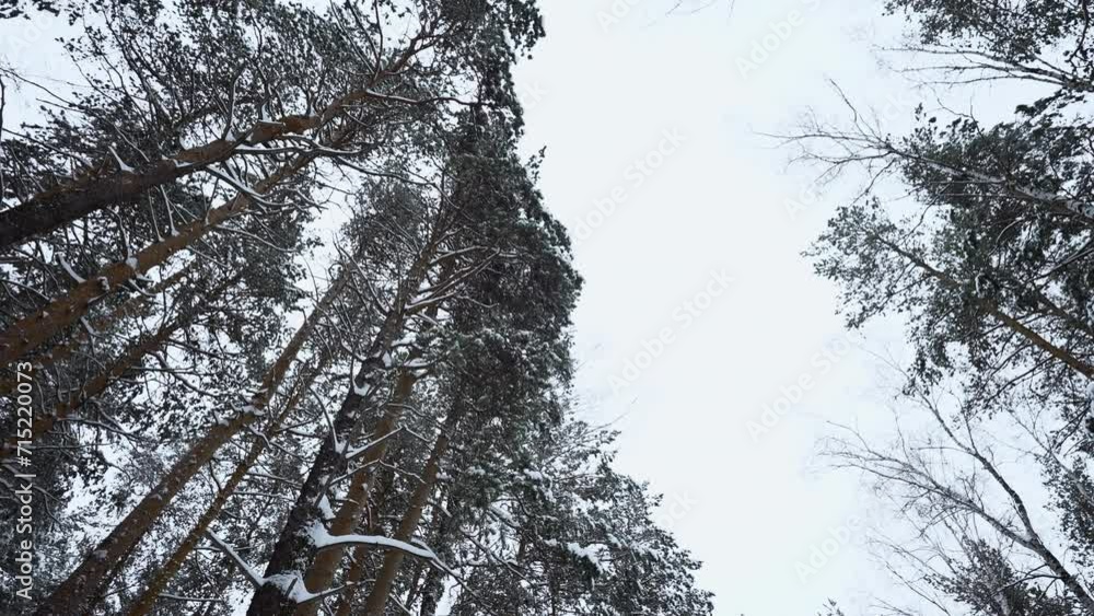 Aufkleber view from below of beautiful trees in winter forest on cloudy day. media. beautiful tree trunks with