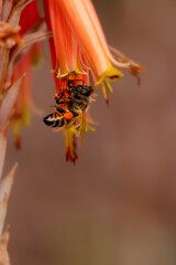 Closeup of honey bee after rain
