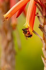 Closeup of honey bee after rain
