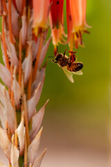Closeup of honey bee after rain