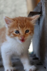Baby cat Tabby diluted among ruins, ashes, and debris