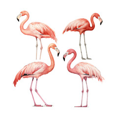 watercolor painting of flamingo four collection isolated