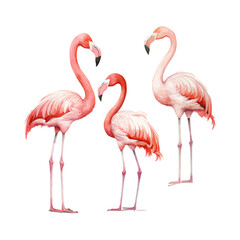 Obraz premium watercolor painting of flamingo four collection isolated