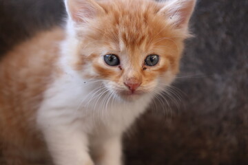 Fototapeta premium Baby cat Tabby diluted among ruins, ashes, and debris