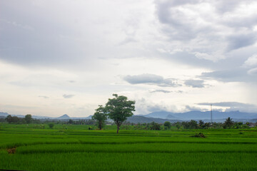 Naklejka premium rice fields view in the afternoon, the weather was cloudy