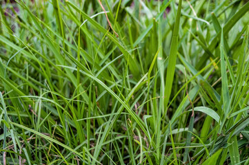 Fototapeta na wymiar a bunch of wild green grass