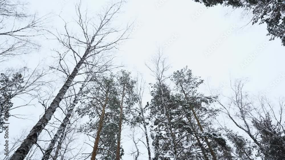 Aufkleber view from below of beautiful trees in winter forest on cloudy day. media. beautiful tree trunks with