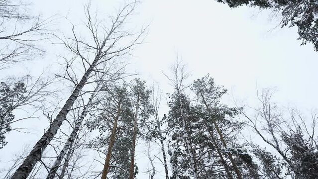 View from below of beautiful trees in winter forest on cloudy day. Media. Beautiful tree trunks with bare crowns on snowy winter day. Winter forest with trees in snow