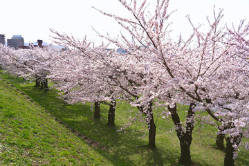 A line of beautifully blooming cherry trees in the park.