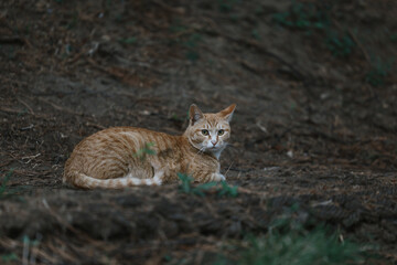 숲속에 있는 고양이