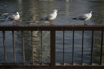 Seagull resting at the handrill