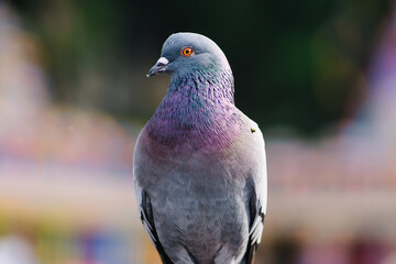 Lifely colourful pigeon stand still with the blurry background
