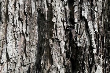 Tree bark texture close up in grey