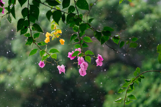 Pink great bougainvillea flower with green background in the rain