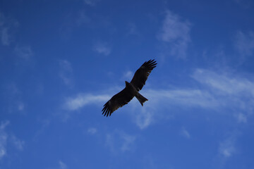 Golden Eagle (Aquila chrysaetos) in flight against blue sky