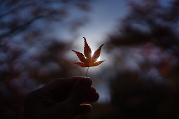 Hand holding a red colour maple leaves with sunlight direct from the back and blur maple leaves...