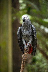 Grey Parrot
