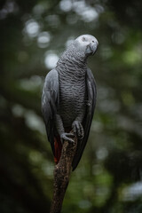 Grey Parrot