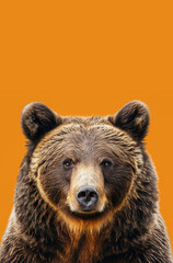 Fototapeta premium Bear Looking Straight to the Camera with Top Copy Space on Orange Background