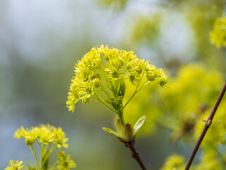 Fresh maple leaves with flowers and seeds