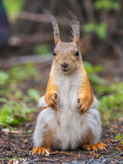 Squirrel sitting in green grass. Eurasian Red squirrel sitting in grass against bright green background