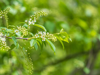 Bird cherry begins to bloom in May