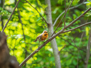 European Robin, Erithacus rubecula, song bird sits on tree in the spring forest or park