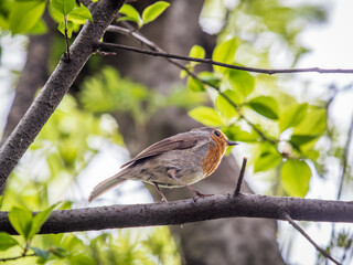 European Robin, Erithacus rubecula, song bird sits on tree in the spring forest or park