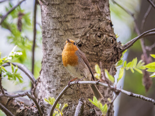European Robin, Erithacus rubecula, song bird sits on tree in the spring forest or park