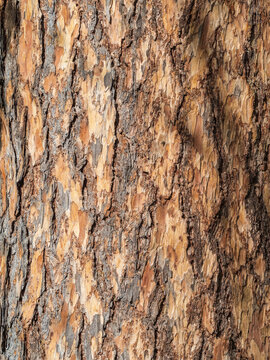 Texture of pine bark background