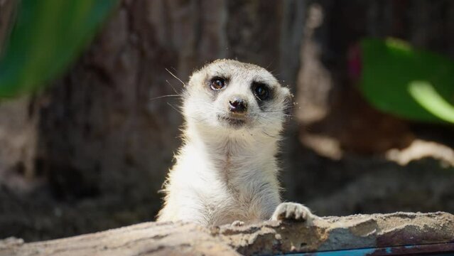 Meerkat is looking around the area to secure and report danger to others. that appears looking in all directions and disappears in the end. Meerkats in the zoo. footage video 4k. Slow motion 4k B roll