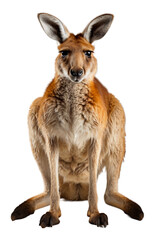 close up portrait of kangaroo animal with transparent background, generative ai