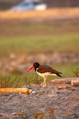 seabird in the Arica and Parinacota region