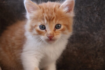 Baby cat Tabby diluted among ruins, ashes, and debris
