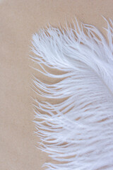 White fluffy ostrich feathers close up on craft paper background with copy space for text, soft and...