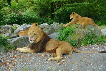 休憩中のライオン家族