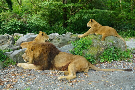 休憩中のライオン家族