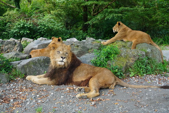休憩中のライオン家族