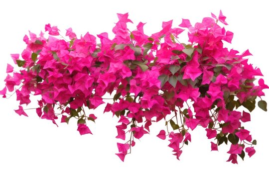 Colorful Pink Bougainvillea Background