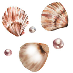 Seashell set watercolor illustration. calico scallop, pearls. Watercolor hand drawn sea shells isolated on white background. Print for greeting card, wallpaper, banner. - obrazy, fototapety, plakaty