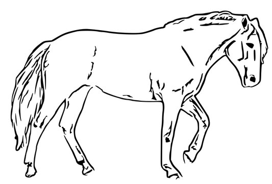 horse line art (15)