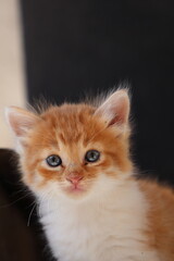 Baby cat Tabby diluted among ruins, ashes, and debris