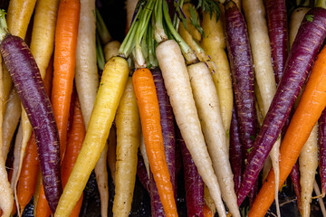 Above shot of a  group of wet multi colored carrots arranged in a row display