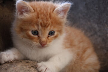 Baby cat Tabby diluted among ruins, ashes, and debris