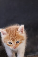 Baby cat Tabby diluted among ruins, ashes, and debris