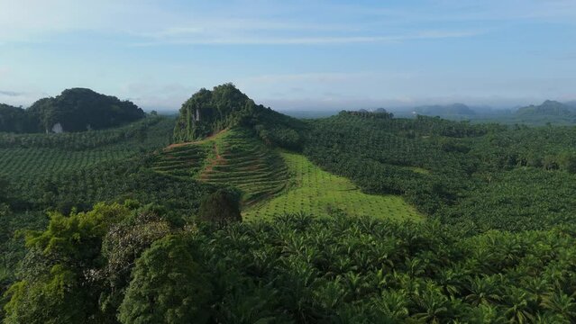 Oil Palm Industry Huge Area of Monoculture Agriculture Environment Cultivation, Loss of Natural Habitats and Greenhouse Gas Emissions
